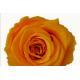 Colorfull Rose/Preserved Rose/Preserved Flower/Fresh Flower