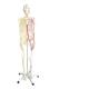 All human skeleton model with neurovascular Life Size Skeleton with Spinal