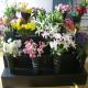 Black Corflute Floral Display Stand PP 4 Step Flower Shop Display Equipment