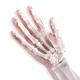 Human Life Size Finger Bone Flexible for Medical Demonstration Study Education with Base Skeleton Hand Joint Model