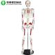 Muscle Point Full Size Human Skeleton Model Anatomical Medical 85cm Size