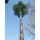 Telecom Palm Tree 10m Height Camouflage Cell Tower