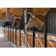 Interior Solid Back European Horse Stalls 12 Feet Length 220cm Height