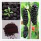 High quality organic dried Mulberry Fruit Extract powder