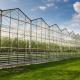 Glass Greenhouse with Hydroponics Growing System Commercial Greenhouse Promotion
