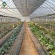 Single Span Plastic Film Agricultural Greenhouses For Madical Plants