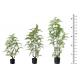 OEM ODM Plastic Fern Plants 100% Botanically Accurate Structure Waterproof