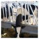Flexible Cattle Cow Head Lock Dairy Farm Raise Equipment Dairy Feeding Equipment
