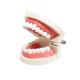 Educationial Standard Demonstration Human dental teeth model For Dental Students