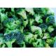 Crop IQF Frozen Broccoli And Frozen Vegetables Quick Frozen Foods