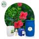 Wholesale Free Sample Hibiscus Oil for Cosmetic and Massage Private Label