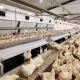 Poultry Farms Pan Feeder System Chicken Breeding
