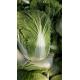 Good Taste Organic Chinese Cabbage Rich In Vitamin C No Fleck Scar