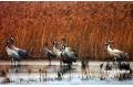 Sandhill cranes found in Yellow River delta