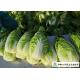 Salad Factory Chinese Cabbage Plant No Pollution Delicious Cold Resistance