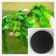 green orgenic seaweed extract powder