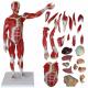 30 inches 27-Part 1/2 Life Size Muscles Structure of The Body for Teaching Study Muscle Viscera Model