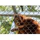 Knotted Or Ferrule Type Stainless Steel Aviary Mesh Diamond For Animal Enclosure