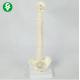 Human Vertebral Column Model 23CM Mini Skeletal Advanced PVC Material