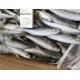 100% Net Weight 120g BQF Frozen Whole Sardines