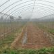 High Tunnel Agricultural Greenhouse for Tomato Cultivation Single Layer Film Cover