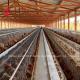 Wire Mesh Automatic Battery Cage System In Nigeria Poultry Farm Mia