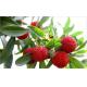 Bayberry bark Extract, Myrica rubra extract, CAS No: 529-44-2, natural ingredient Myricetin