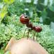 Small Metal Ant Garden Decoration Multicolor Metal Ant Yard Art Rustproof