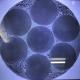 Multi Core Optical Fiber Scientific Research Products 6 hexagon arranged