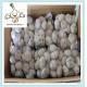 Jinxiang Fresh Cold Storage Garlic 10kg carton, red garlic, natural garlic 2016