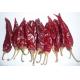 Vacuum Sealed Bag Dried Guajillo Chili Peppers Aroma Fruity & Smoky Moisture 8% - 12%