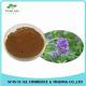 Natural Herb Extract Alfalfa Extract / Lucerne P.E.