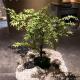Health Environmental Protection Artificial Maple Tree 10 Years Life Time