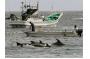 Japan's Wakayama governor says dolphin hunt part of local tradition