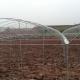 Multi Arch Plastic Film Rainout Shelter Greenhouse For Strawberry