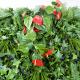 Indoor Artificial Plants Live Boxwood Hedge Wall 35mm Plastic
