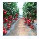 Small High Tunnel Film Greenhouse For Growing Tomatoes 6m-10m Width