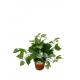 20 Inches High Artificial Plastic Dieffenbachia For Table Office Decoration