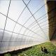 ETFE Agriculture film , ETFE greenhouse film
