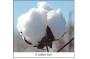 Uganda:Cotton growers given a respite from jassids