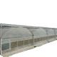 Ventilation Vents for Optimal Growth of Tomatoes and Other Vegetables in Greenhouse