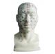Human Head with Acupuncture Point Model  human body for Medical Colleges