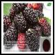 Mulberry Fruit Extract anthocyanins 20%