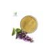 Manufacturer Supply Sage Extract / Salvia Officinalis Powder 10:1
