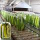 High Efficiency Canned Vegetable Production Line For Cucumber