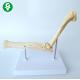 Elbow Joint Dog Skeleton Model Teaching Advanced PVC Material Durable