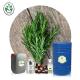 Skin Whitening Aromatherapy Essential Oils Rosemary Essential Oil Customized