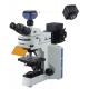 Phase Contrast Inverted Fluorescence Microscope Built In Transmitted Koehler Illumination