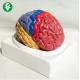 Functional Area  Brain Anatomy Model Colored Medical Explanation Teaching