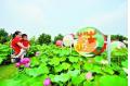 Lotus exhibition held in Hefei